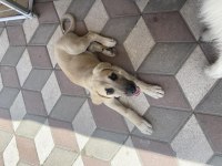 Sokaktan kangal yavrusu