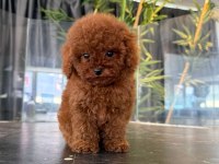 4 Aylık Aşılı Eğitimli Red Toy Poodle