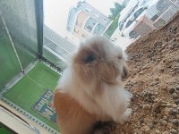 Hollanda Lop 2 Erkek 1 Dişi Tavşan
