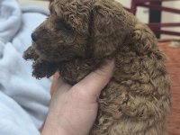 BEBEK KÖPEKLERİM YENİ AİLESİYLE TANIŞMAYA HAZIRLAR