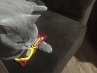ÜCRETSİZ SAHİPLENDİRME KEDİMİZ