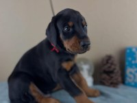 Dişi Erkek Doberman Kapıda Ödemeli Güvenli Sistem