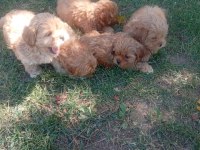 Tuvalet eğitimli maltipoo yavrular