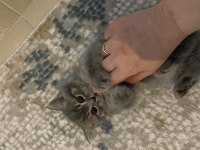 Yavrularımıza yuva arıyoruz british shorthair