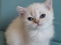 Golden british shorthair yavrular
