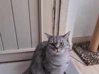 Ücretsiz Sahiplendirilecek Kedimiz