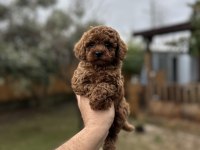 Sağlık ve ırk garantili toy Poodle  yavrularımız 