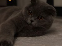 Arkadaşlar 2 yıllık scottish fold kedimi sahiplendiriyorum
