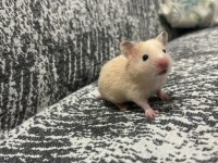 Birbirinden güzel hamster bebekler