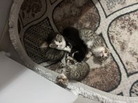 ÜCRETSİZ YAVRU KEDİLER