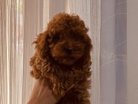 Toy poodle 2 aylık