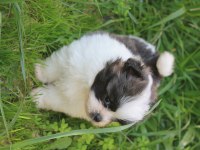 Shih tzu erkek
