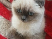 Kızımıza Erkek Safkan Scottish Fold Blue Point Arıyoruz