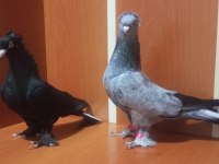 Üst düzey oyun kuşları