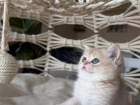 Özel Renk British Shorthair Yavrular