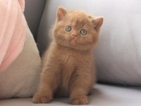 Dubai çikolatası tadında Chocolate British Shorthair 