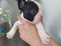 Korsan maskeli french bulldog yavruları