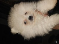 45 günlük süt beyaz erkek ev ortamında pomeranian