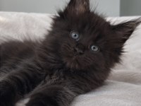 Dev Maine Coon Erkek Siyah Yavru