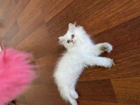 By1133 full şecereli golden dişi british longhair