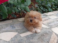 Maltipoo dişi 2.5 aylık