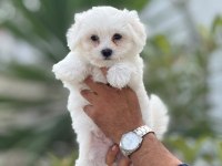 Maltese Yavrumuz