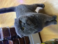 ÜCRETSİZ SAHİPLENDİRME KEDİMİZ