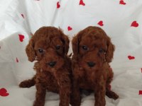 Maltipoo ve maltese yavrularımız mevcuttur