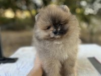 Merle Pomeranian Boo
