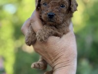 ERKEK KUYRUKSUZ POODLE KÖPEĞİMİZ
