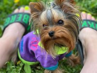 Teacup çanta köpeği