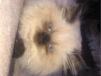 British longhair kedilerimiz 45 günlük