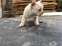 Platinyum french Bulldog