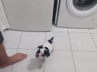 French bulldog 3 aylık