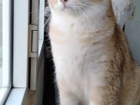 3 yaşında british shorthair şecereli dünya güzeli dişi