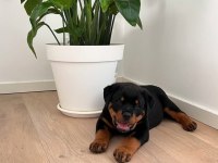 Can dostunuz rottweiler kapıda ödeme mevcuttur
