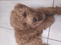 Toy poodle 3 aylık erkek