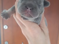 FLUFFY VE İSABELLA TAŞIYICI EXOTİC FRENCH BULLDOG YAVRULAR