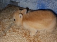 Netherland dwarf hollanda cücesi tavşan