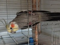 7 aylık jumbo boy sultan papağanı