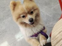 1 yaşında damızlık pomeranian boo