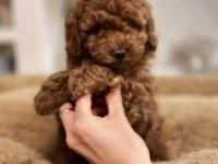 Orjinal toy poodle