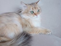 Golden british longhair 3 aylık