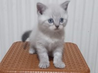 2 aylık erkek blue point safkan scottish straight yavrular