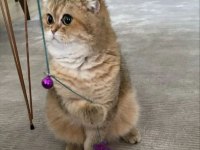 Scottish Fold Erkek