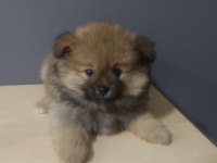Pomeranian spitz