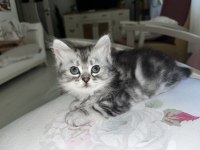 British Yavru Kedilerimiz