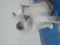 Minnoş british shorthair kızımız