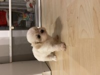 35 günlük shih tzu yavrular