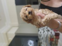 Olağanüstü güzellikte maltipoo